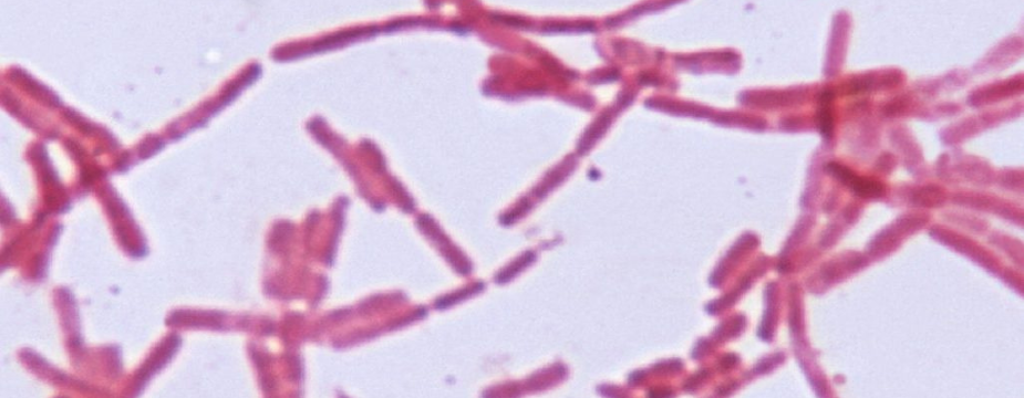a shot down a microscope of lactobacilli