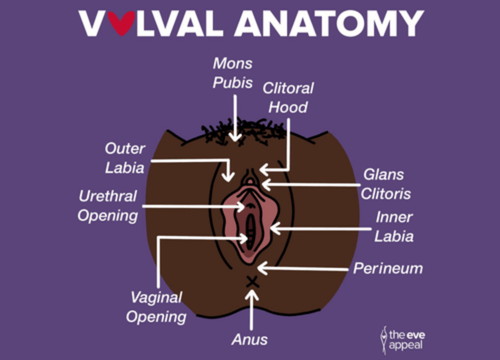 Vulval anatomy