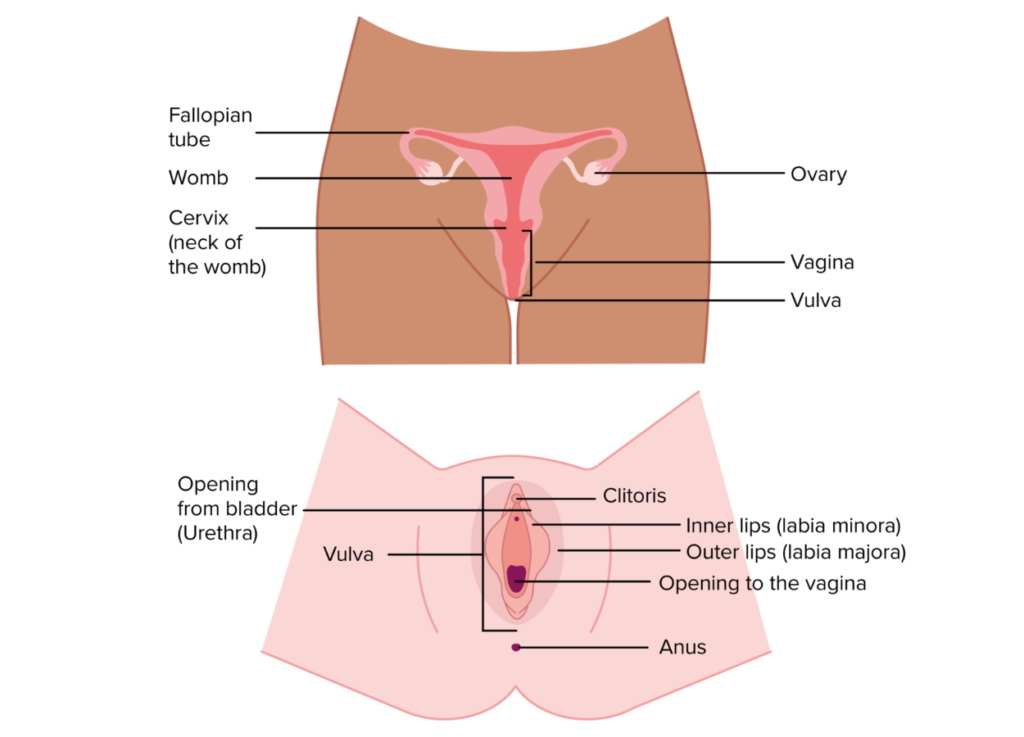 busty o zbek porno video