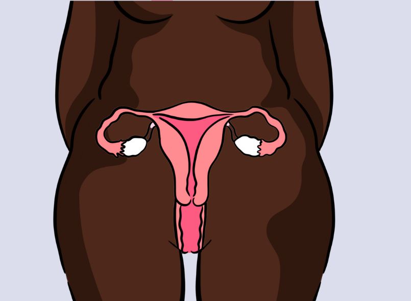 an illustration of the gynae organs