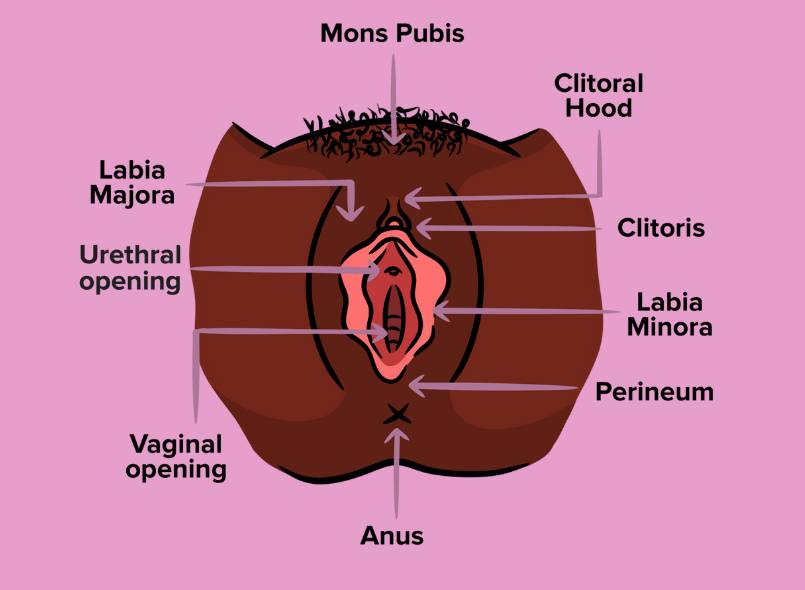 an illustration of a vulva