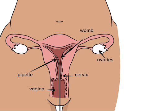 An illustration of a pipelle biopsy showing a female body front on with gynae anatomy showing to visualise inside, a pipelle (a thin and flexible tube) shown entering womb thorough vagina. Labels and arrows to Pipelle, ovaries, womb, vagina and cervix.